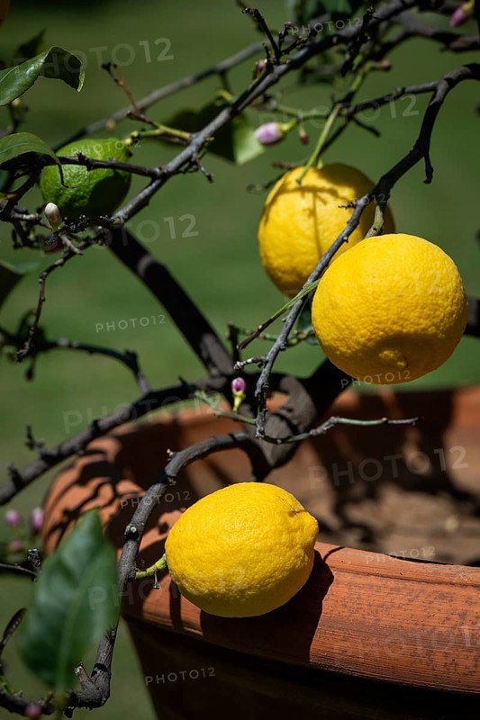 Lemons, blooming lemon tree in an old terracotta pot, Villa Poggio a Caiano garden, Poggio a Caiano, Tuscany, Italy