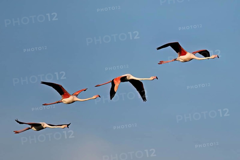 A flock of greater flamingos (Phoenicopterus roseus) in flight, Camargue Regional Nature Park, southern France