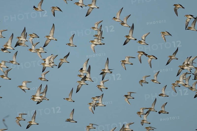 Golden plover (Pluvialis apricaria) adult wading birds in flight in a flock, Norfolk, England, United Kingdom