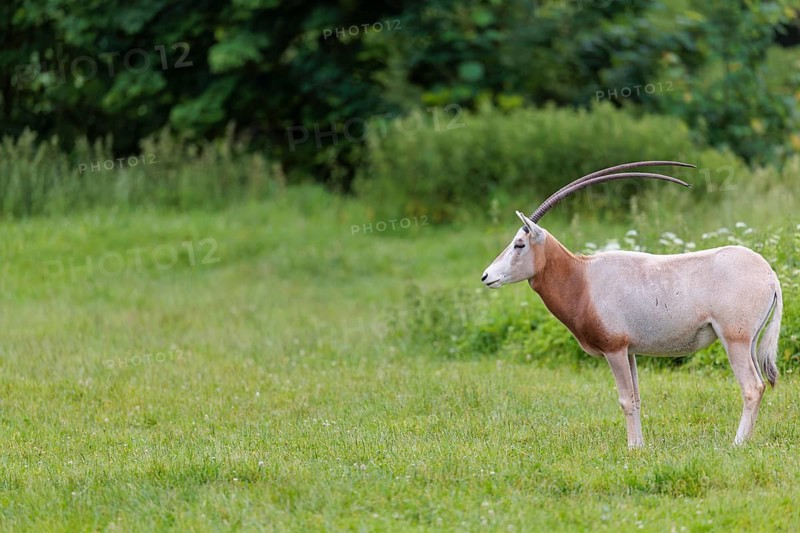 A Scimitar Oryx (Oryx dammah) stands in a green meadow on a cloudy day. Extinct in the wild. Central Sahara, Niger, Chad