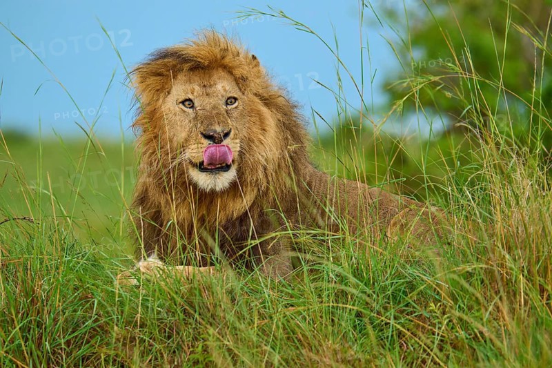 A lion lies in the tall grass on a safari in the wilderness, licking its lips, lion (Panthera leo), Masai Mara National Reserve, Narok County, Kenya