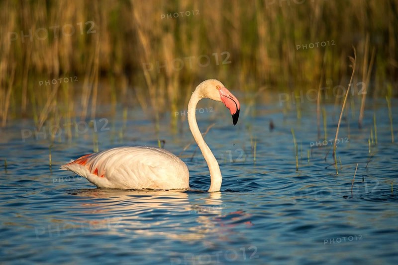 Afro-Asian Greater Flamingo, Eurasian Flamingo, European Flamingo, Granelli, Greater Flamingo, Italy, Pantano Cuba Lagoon, Pantano Longarini Lagoon, Pantani Cuba and Longarini, Phoenicopterus Roseus, Rosy Flamingo, Migratory Bird Sanctuary Pantani Cuba & Longarini, Birds, Ciconiiformes, Flamingo, Italy birds, Sicily, Foundation for Biodiversity, stork birds, birds