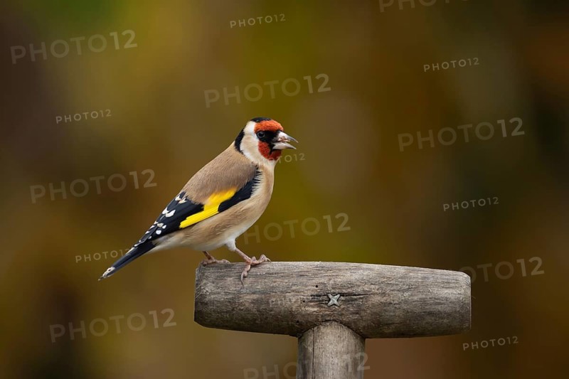 European goldfinch (Carduelis carduelis) adult bird on a garden fork handle, England, United Kingdom