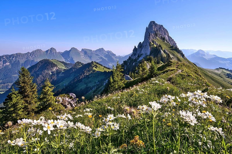 Spring in the mountains with narcissus anemones (Anemone narcissiflora) in the Fribourg Pre-Alps, the striking rocky peak of the Gastlosen mountain range, Canton of Fribourg, SwitzerlandSpring in the mountains in the Fribourg Pre-Alps