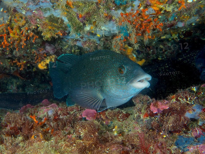 A black wrasse (Labrus merula) swims through a teeming reef, surrounded by marine life, at the Cap de Creus Marine Reserve dive site, Rosas, Costa Brava, Spain, Mediterranean Sea