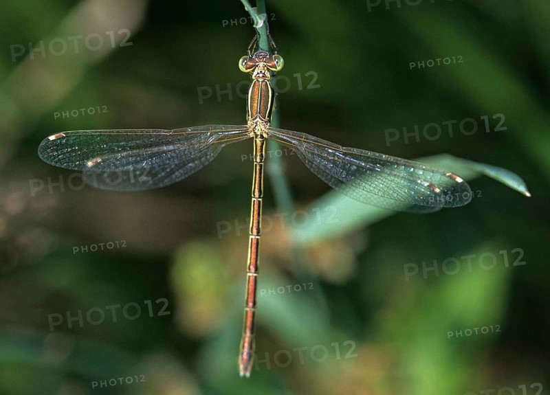 Leste Barbarus, Migrant Spreadwing, Shy Emerald Damselfly, Southern Emerald Damselfly, Damselflies, Dragonflies, Insects, Leo, Dragonflies, Odonata, Zygoptera