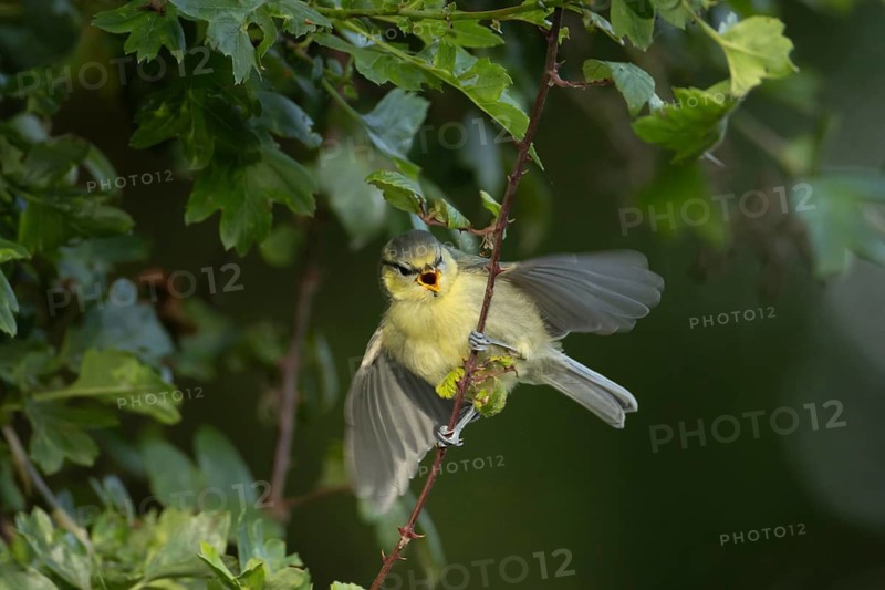 Blue tit (Cyanistes Caeruleus) juvenile garden bird calling for food in a hedgerow, Suffolk, England, United Kingdom