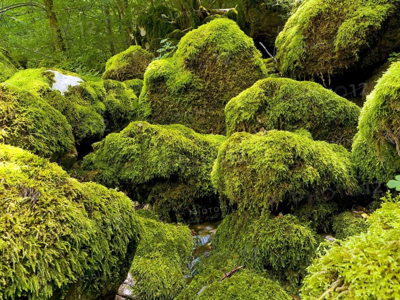 Mossy rocks, Soca, Triglav National Park, Slovenia