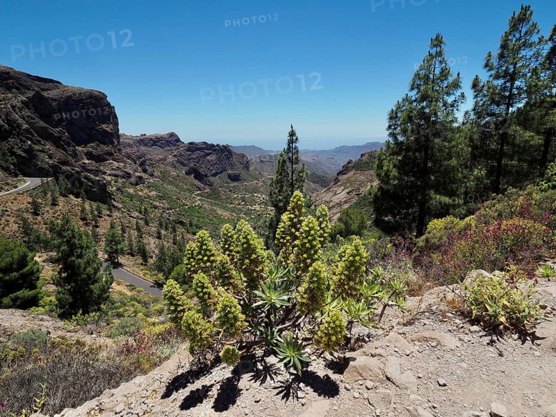 View of a dry mountain landscape with white viper's bugloss (Echium decaisnei) and Canary Island pines (Pinus canariensis) beneath a clear blue sky, Roque Nublo, Gran Canaria, Spain