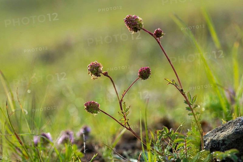 Small meadow button, pimpernell, pimpinelle, rosaceae, rose family, sanguisorba minor, burnet, flora, garden burnet, plants, salad burnet, small burnet