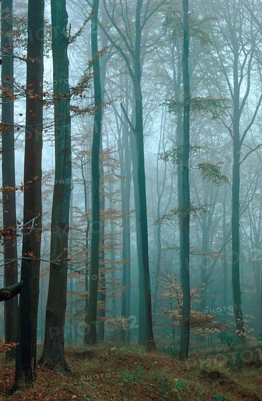 Germany, Greiz, Greiz-Werdauer-Wald, Thuringia, Atmosphere, Autumn, Beech Forest, Haze, Autumn, High Size, Portrait, Landscape, Deciduous Forest, Fog, Atmosphere, Vogtland, Forest, Wood