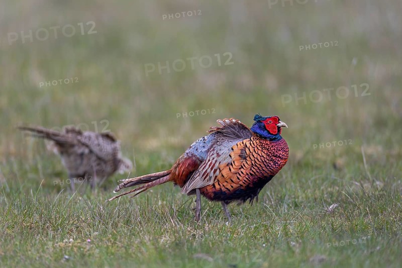 The pheasant cock (Phasianus colchicus) calmly accompanies the hen as she forages, courtship, courtship season, mating season, colourful, vibrant, spring, April, Germany