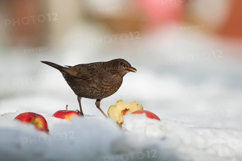 European blackbird (Turdus merula) adult female bird feeding on fruit on a snow covered garden lawn in winter, Suffolk, England, United Kingdom