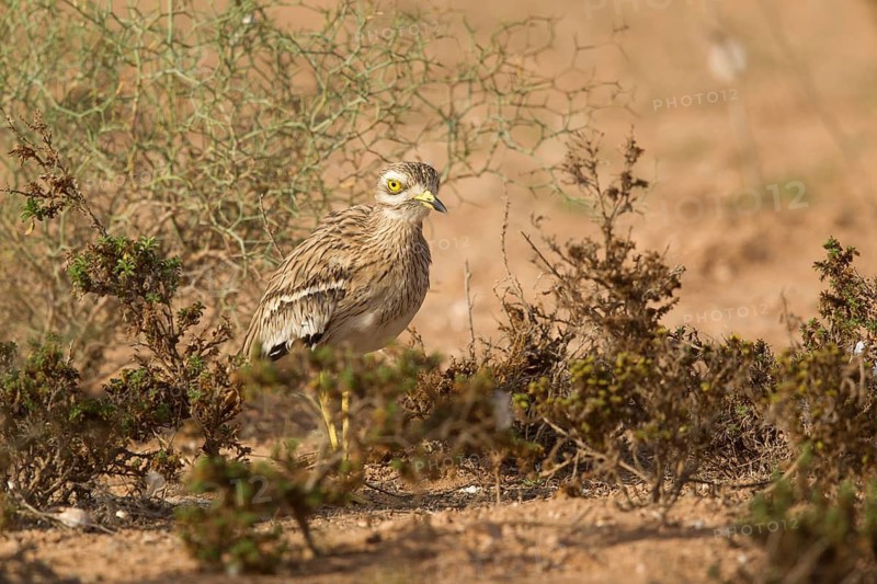 Eurasian Stone-curlew (Burhinus oedicnemus), Morocco