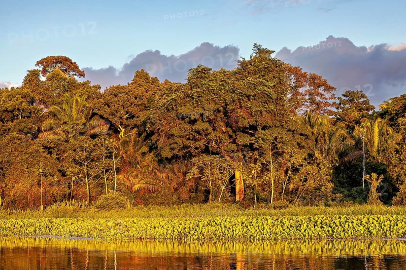 Dense forest illuminated by warm evening light and blue sky, sunset on the Beni River near Rurrenabaque in the Amazon basin in Bolivia