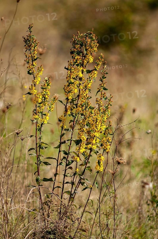 Asteraceae, Brandenburg, real goldenrod, European goldenrod, Germany, common goldenrod, daisy, Nabu project, national natural heritage, natural paradise Grünhaus, Solidago Virgaurea, post-mining landscape, flora, green house, high size, portrait format, plants, word