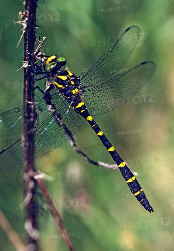 Cordulegaster bidentata, striped spring maiden, sombre golden ring, anisoptera, damselflies, dragonflies, high size, portrait format, insects, leo, dragonflies, male, odonata