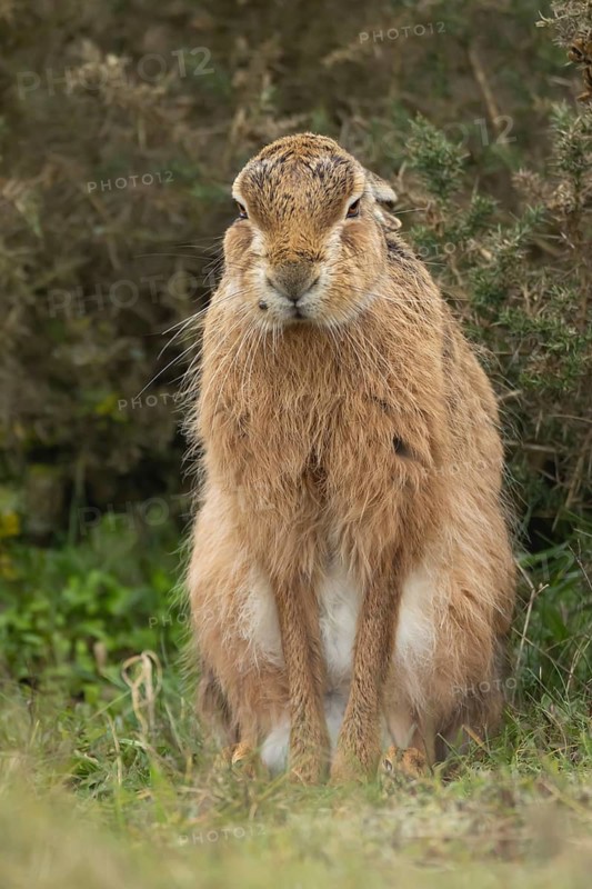 European brown hare (Lepus europaeus) adult animal stretching, England, United Kingdom