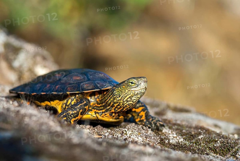 Mauremys leprose, Moorish brook turtle, Spanish water turtle, Spanish terrapin, critters, extremadura, reptilia, reptiles, turtles, Spain, tortoise, turtles
