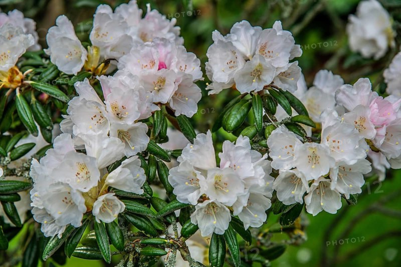 Rhododendron flower (Rhododendron Yakusimanum) in Ystad, Skåne county, Sweden, Scandinavia