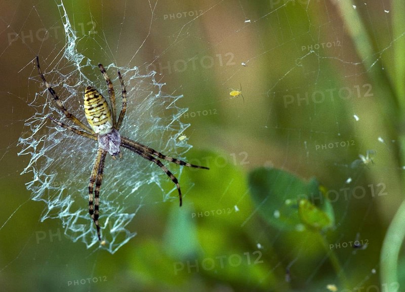Argiope brünnichi, arachnids, tiger spider, wasp spider, arthropod, leo, spiders, wasp spider, zebra spider
