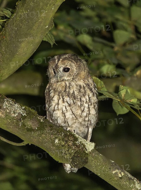 Tawny owl (Strix aluco), Westend Nord, Frankfurt am Main, Hesse, Germany