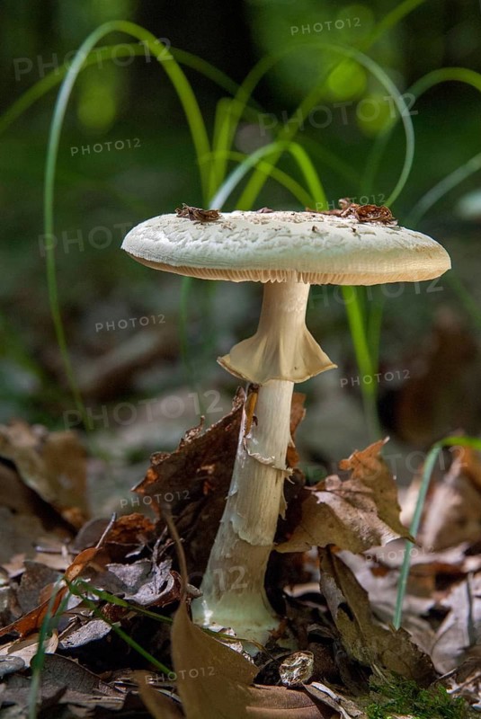 Amanita citrina, amanita mapa, delicate amanita, false death cap, yellow bulbous mushroom, yellow bulbous, napkin amanita, lemon-yellow bulbous leaf mushroom, fungi, fungus, high size, portrait format, mushrooms