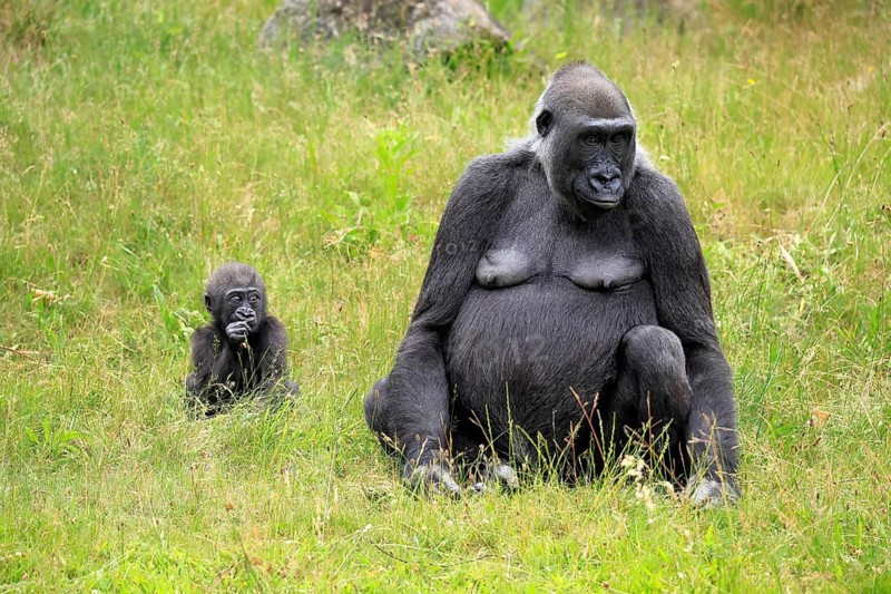 Western gorilla (Gorilla gorilla), adult, female, mother, young, sitting, eating, meadow