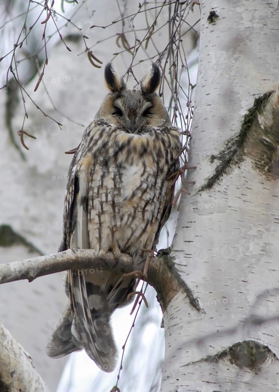 Asio otus, long-eared owl, long-eared owl, birds, cat owl, owls, high size, portrait format, leo, lesser horned owl, owls, strigiformes, birds