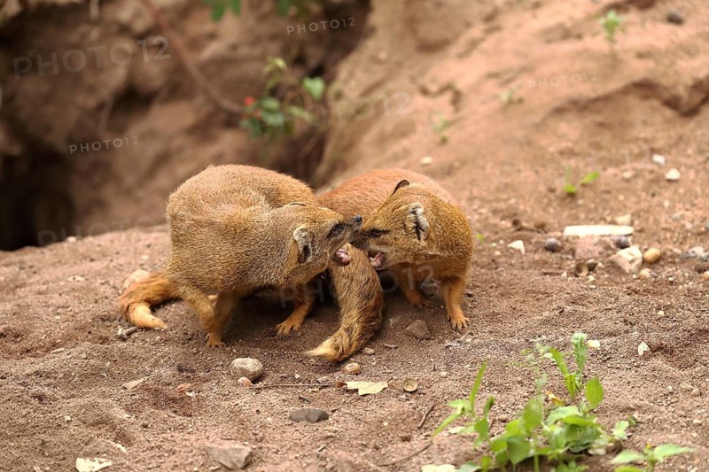 Two mongooses playing or fighting on sandy ground, fox mongooses (Cynictis penicillata) standing on the ground, adults fighting, in captivity, Baden-Württemberg, Germany