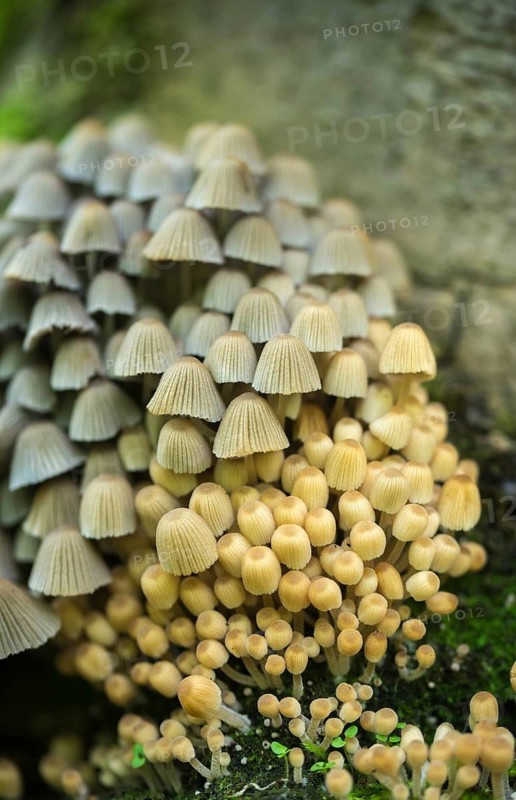 Coprinellus disseminatus, Coprinus disseminatus, sown tintling, fairy inkcap, fungi, fungus, high size, vertical format, mushrooms, tintling, trooping crumble cap