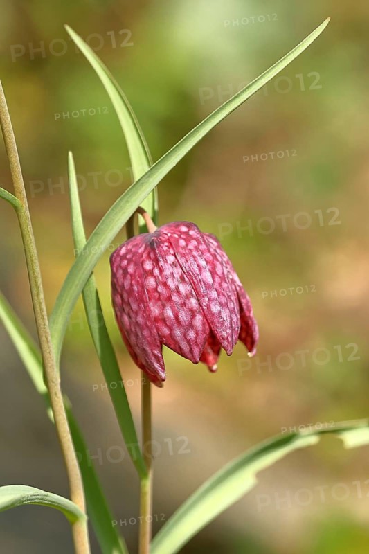 Snake's Head Fritillary (Fritillaria meleagris), single flower in a meadow, close-up, inflorescence, early bloomer, spring, Wilnsdorf, North Rhine-Westphalia, Germany