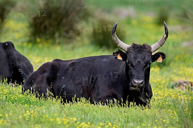 A Camargue aurochs (Bos primigenius taurus), standing in a meadow of yellow flowers in bloom, Saintes-Marie-de-la-Mer, Camargue, southern France, France