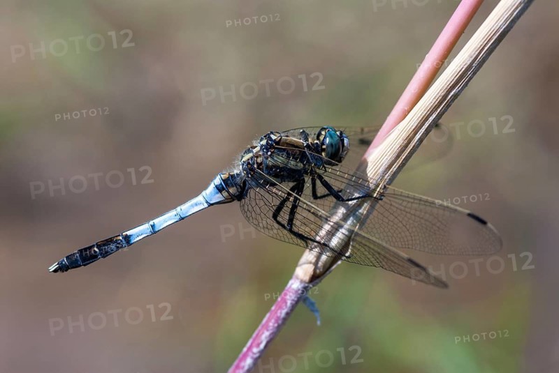 Eastern blue arrow, orthetrum albistylum, white-tailed skimmer, anisoptera, damselflies, dragonflies, Greece, insects, dragonflies, males, odonata
