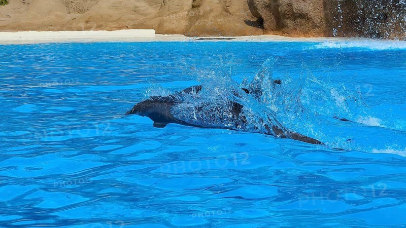 A dolphin swims fast through the water and leaves a trail of splashing water, dolphin, dolphin (Delphinidae), dolphin show, Loro Parque, Puerto de la Cruz, Tenerife, Canary Islands, Spain