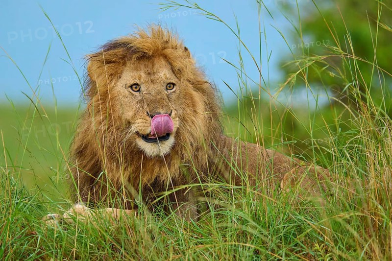 A lion, lying in the grass, licks its tongue against the backdrop of a savannah landscape, lion (Panthera leo), Masai Mara National Reserve, Narok County, Kenya