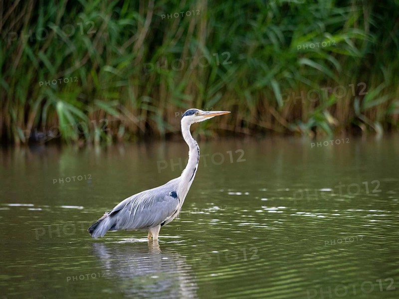 A gray heron stands in a body of water, Ümminger See, Bochum, Ruhrpott, North Rhine-Westphalia, Germany