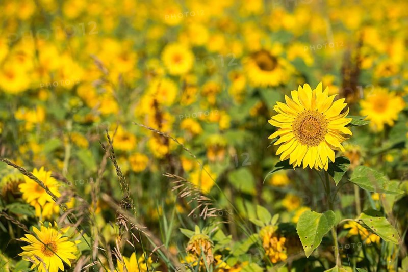 Asteraceae, annual sunflower, common sunflower, helianthus annuus, daisy, common sunflower, flora, plants, plants, sunflower, sunflower field, sunflower