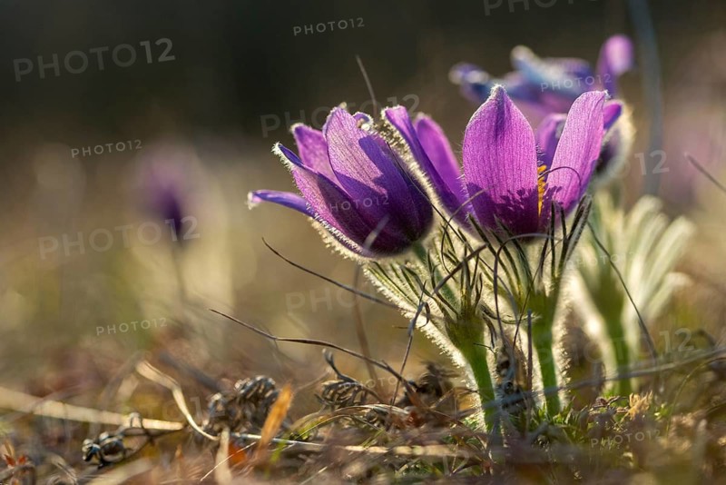 Spring cowbell, common cowbell, buttercup family, cowbell, purple cowbell, spring
