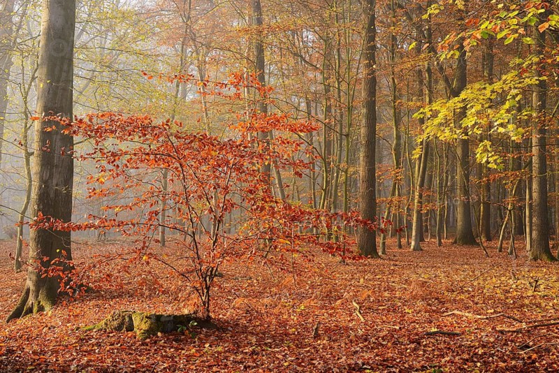 European beech trees (Fagus sylvatica) in a forest in autumn, North Rhine-Westphalia, Germany