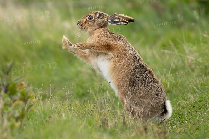 European brown hare (Lepus europaeus) adult animal stretching in a grassland England, United Kingdom