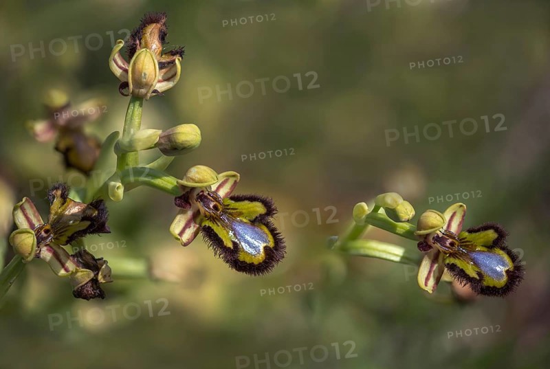 Granelli, Italy, Ophrys Ciliata, Ophrys Speculum, Orchidaceae, Orchids, Orchid Plants, Pantani Cuba and Longarini, Spiegel Ragwurz, Migratory Bird Sanctuary Pantani Cuba & Longarini, Flora, Italy, Mirror Orchid, Plants, Sicily, Foundation for Biodiversity