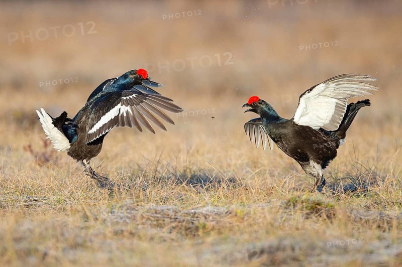 Black grouse (Lyrurus tetrix), black grouse courtship in Sweden, Fågelsjö, Gävleborgs län, Sweden