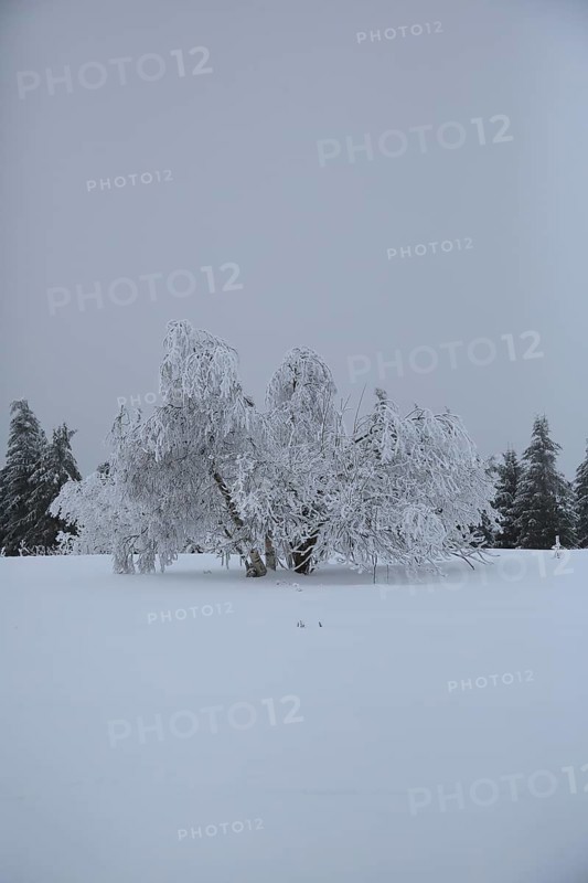 A quiet winter landscape with snow-covered trees and soft fog, snowy trees against a white sky, Black Forest, Baden-Württemberg, Germany