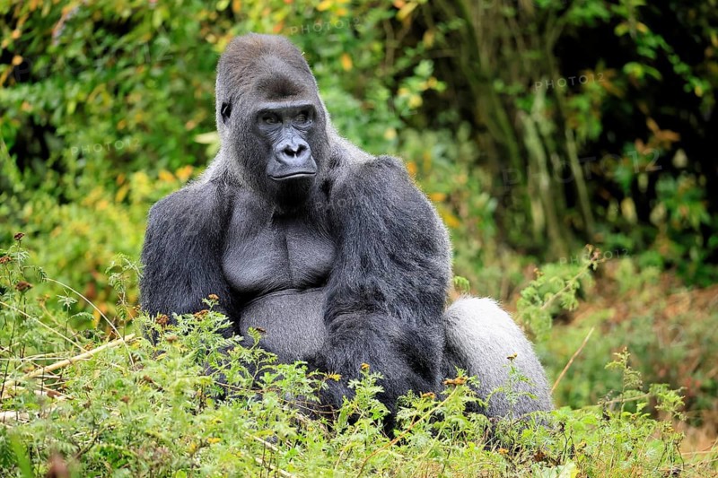 Western gorilla (Gorilla gorilla), adult, male, silverback, sitting on the ground, alert