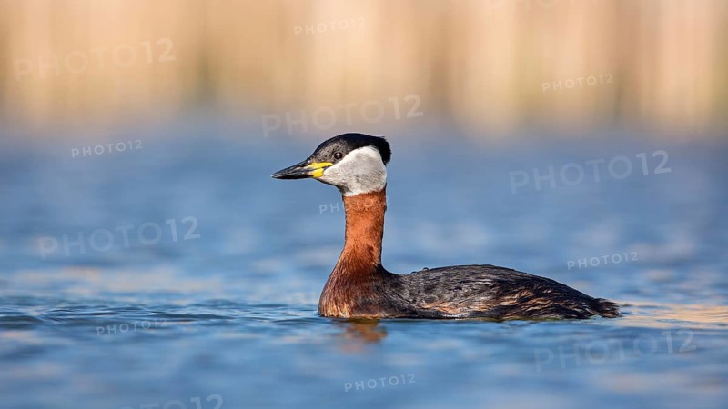 Red-necked Grebe (Podiceps grisegena), Saxony-Anhalt, Germany