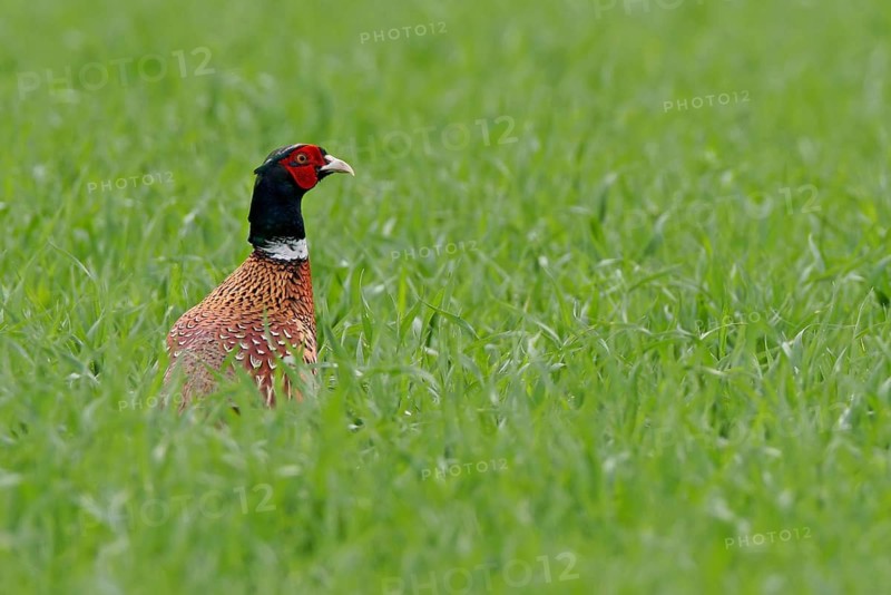 Pheasant (Phasianus colchicus), Faisan de Colchide, Faisan de chasse, Faisán Vulgar, Bad Dürkheim County, Tiszaalpár, Kiskunsági National Park, Bács-Kiskun, Hungary