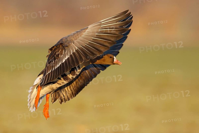 Greater White-fronted Goose (Anser albifrons) flying, North Rhine-Westphalia, Germany