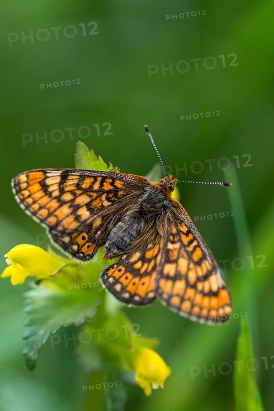 Bite check moth, bite cheek moth, euphydryas aurinia, eurodryas aurinia, golden tick moth, marsh fritillary, melitaea aurinia, scabiotic tick moth, butterfly, high size, portrait format, insects, butterfly, butterflies