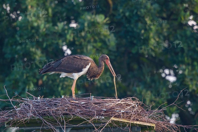 Black Stork (Ciconia nigra) juvenile in nest, North Rhine-Westphalia, Germany